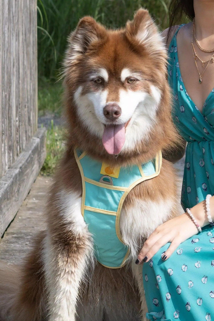 Island Vibes Ultimate Dog Harness